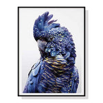 70cmx100cm Black Cockatoo A Black Frame Canvas Wall Art